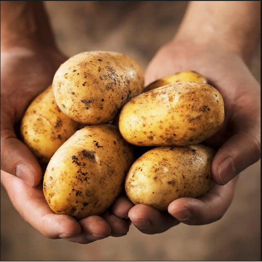 Patate Agria 5 kg a Pasta Gialla Origine Abruzzo San Benedetto dei Marsi